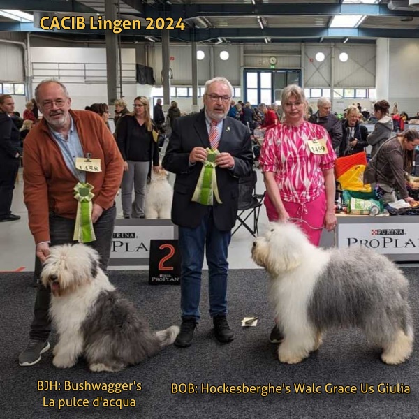 Sieger CACIB Lingen 2024