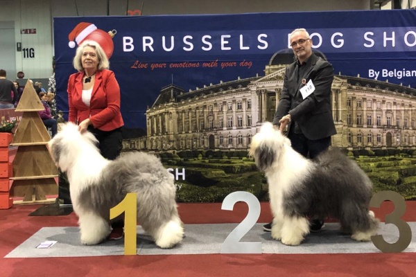 Brüssels Dog Show